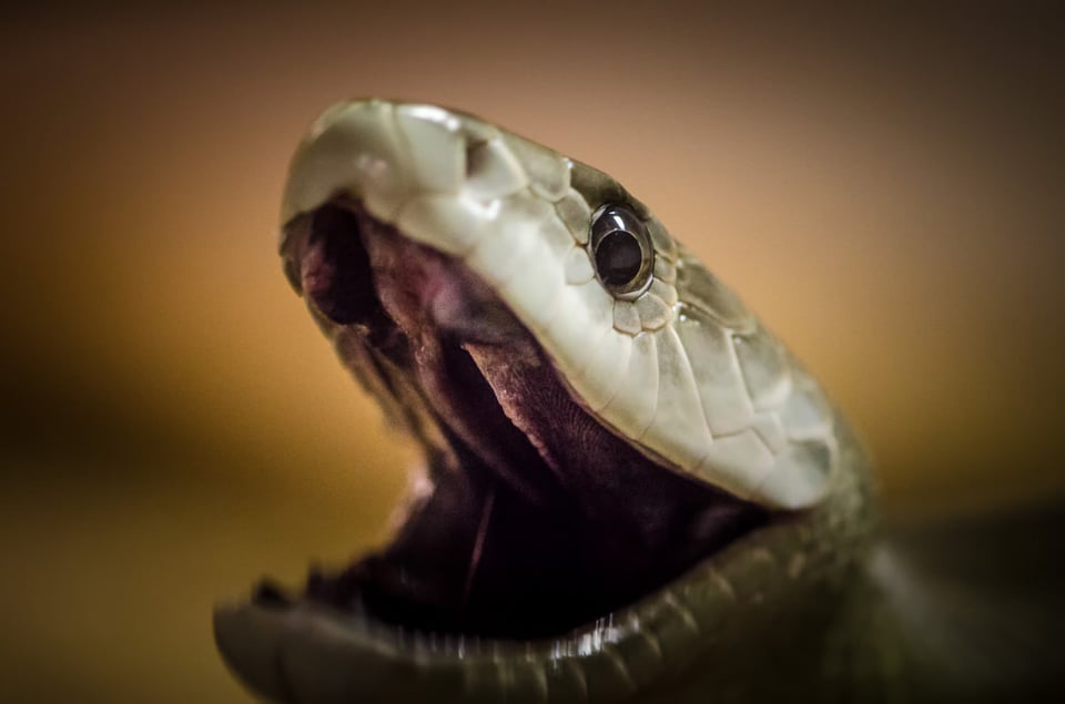 Verm Black Mamba captive Kentucky Reptile Zoo