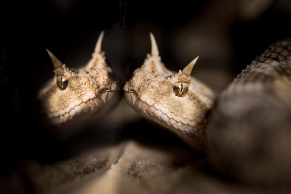 Verm Desert Horned Viper captive Kentucky Reptile Zoo