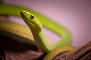 Verm East African Green Mamba captive Kentucky Reptile Zoo