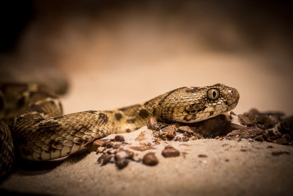 Verm Egyptian Saw-scaled Viper captive Kentucky Reptile Zoo