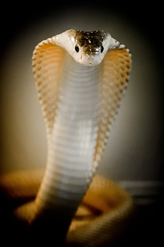 Verm Suphan phase Monocled cobra captive Kentucky Reptile Zoo
