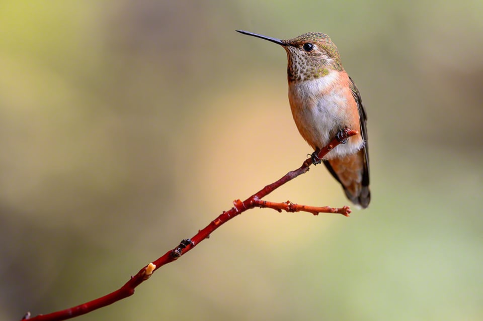 Allen's Hummingbird