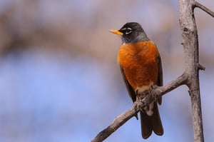 American Robin