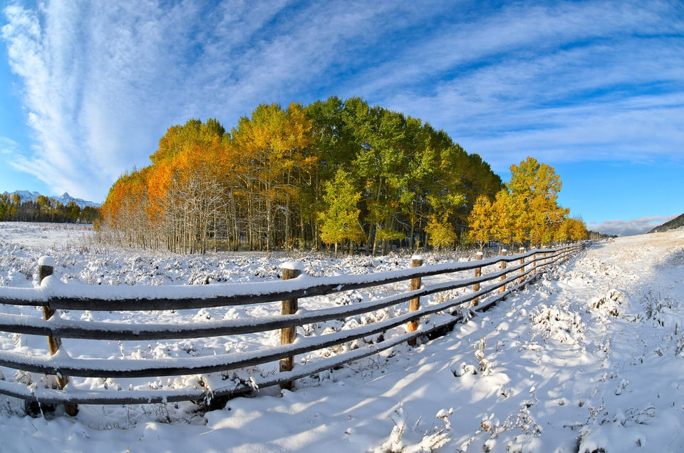 Aspens in Snow