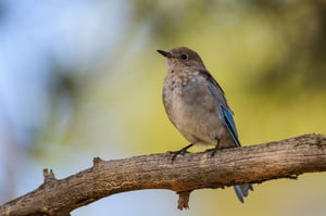 Blue Bird