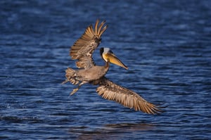 Brown Pelican Dive