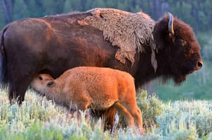 Buffalo Feeding