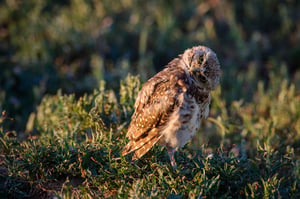 Burrowing Owl Head Tilt