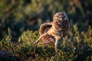 Burrowing Owl Shaking Off