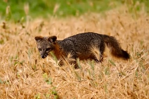 Channel Island Fox