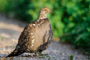 Common Pheasant