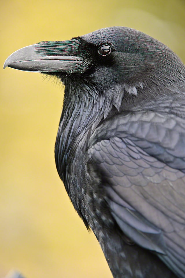 Common Raven