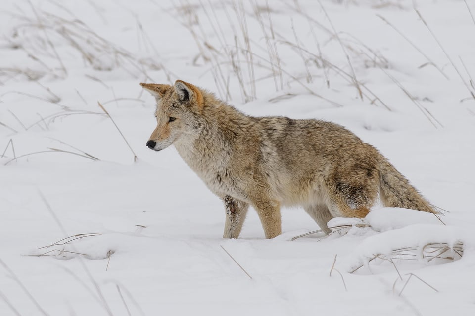 Coyote Hunting Downsampled