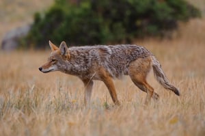 Coyote Hunting