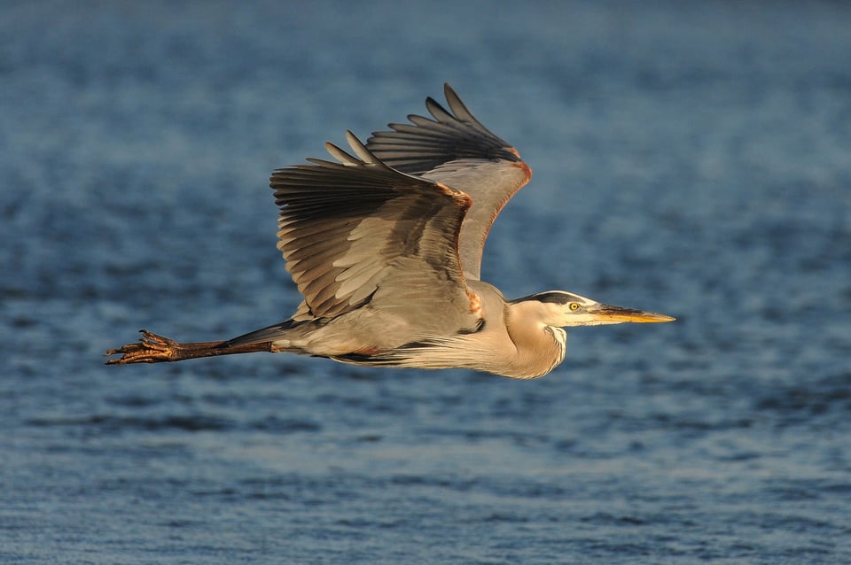 Great Blue Heron in Flight