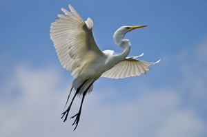 Great White Egret in Flight