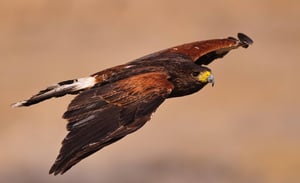 Harris's Hawk