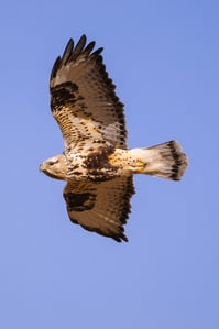 Hawk in Flight