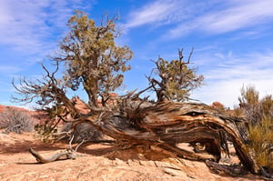 Laying Tree