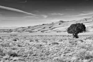 Lone Tree