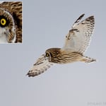 Short-eared Owl in Flight over Marsh Area