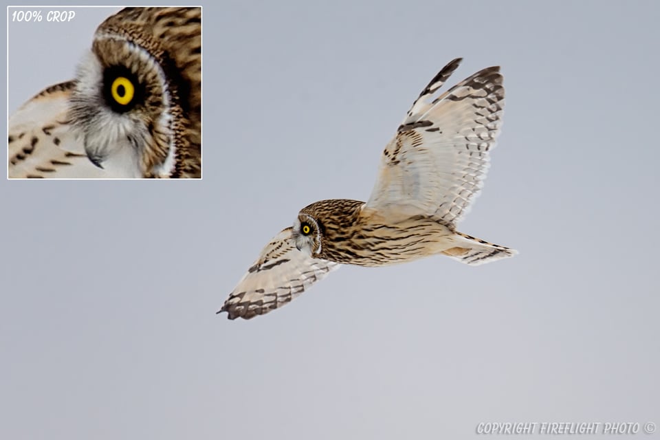 Short-eared Owl in Flight over Marsh Area