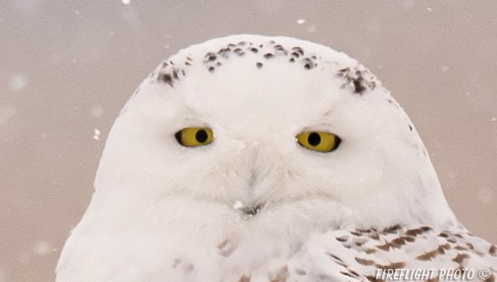 MASN046-100Percent-Crop-Sample-Nikon-800mm-D4 MASN046-100Percent-Crop-Sample-Nikon-800mm-D4
