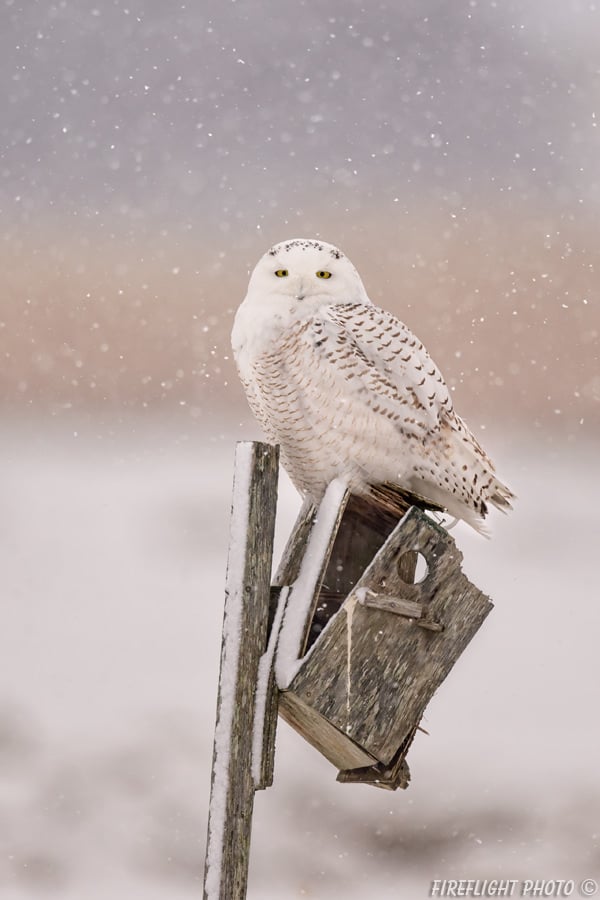 MASN046-DSC0313-Snowwy-Owl-on-Old-Bird-House-Gimbal-Mounted-800mm-Sample-Photo