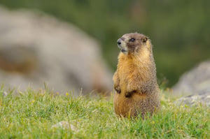 Marmot Posing