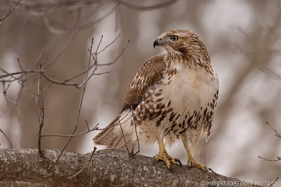 Redtail Hawk Sitting in Tree