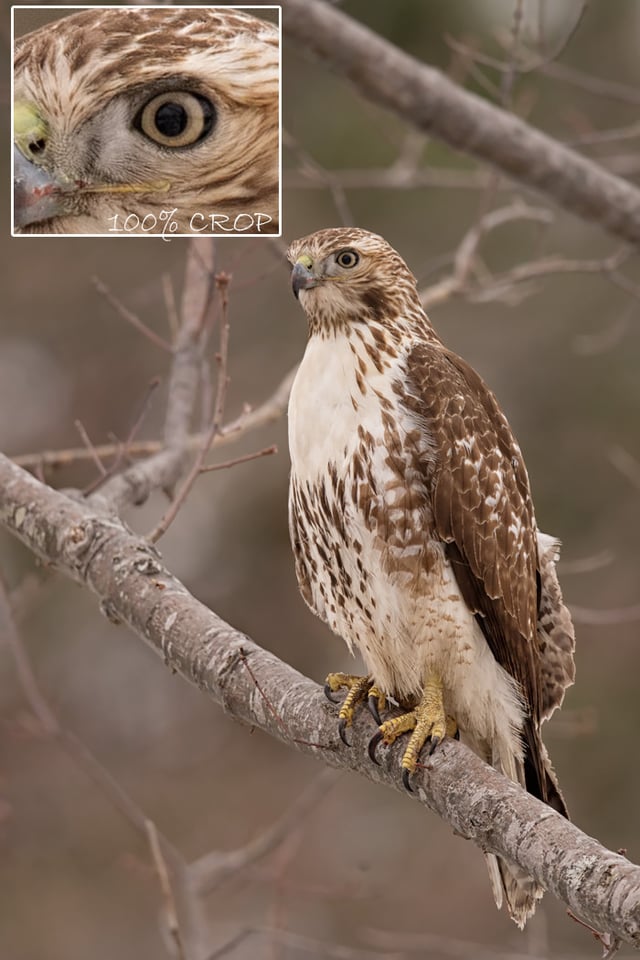 Redtail Hawk Sitting in Tree Redtail Hawk Sitting in Tree