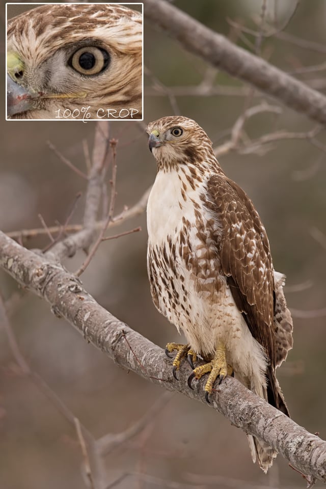 Redtail Hawk Sitting in Tree