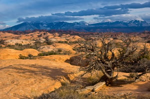 Petrified Dunes Tree