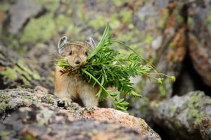 Pika with Grass Front