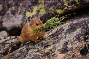 Pika with Grass