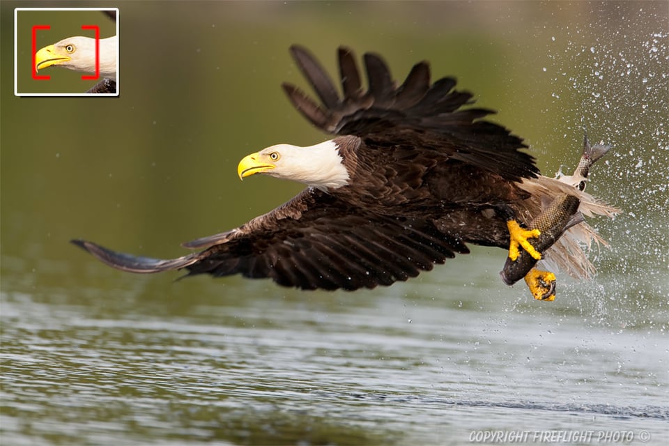 Bald Eagle Catching Fish