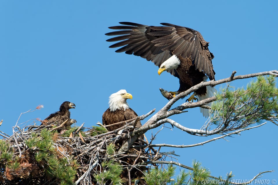 Bald Eagle Fish Delivery