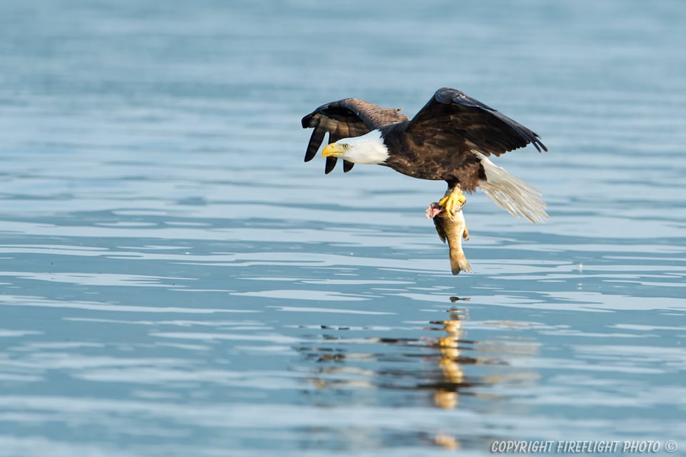 Bald Eagle low over water with fish
