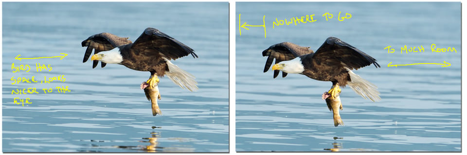 Bald Eagle Sequence