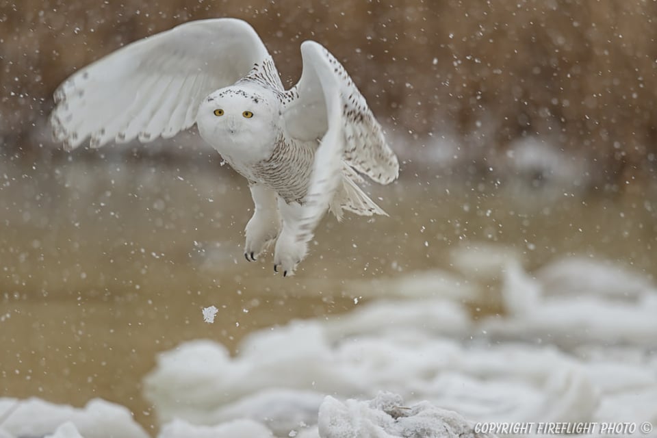 Snowy Owl flying in Marsh Area