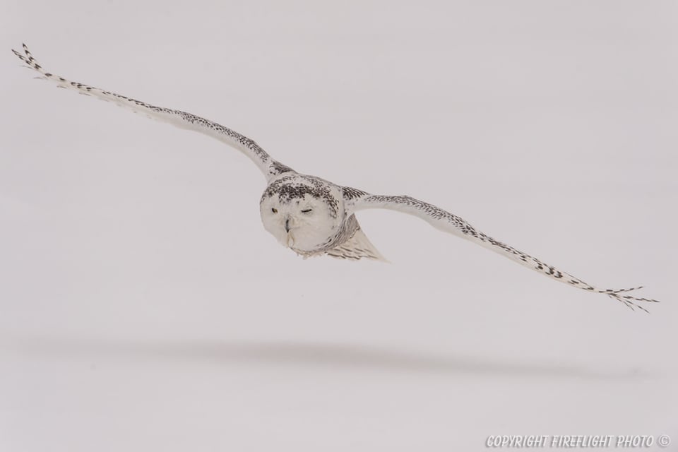 Snowy Owl in Flight During Snow