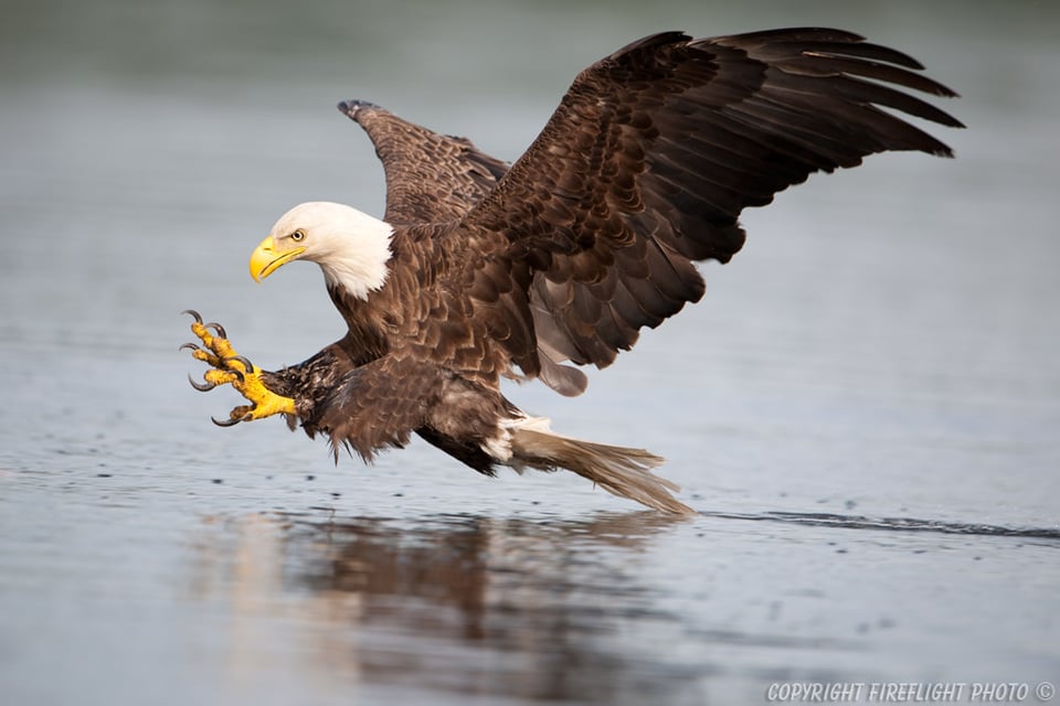 Bald Eagle Grab Pose