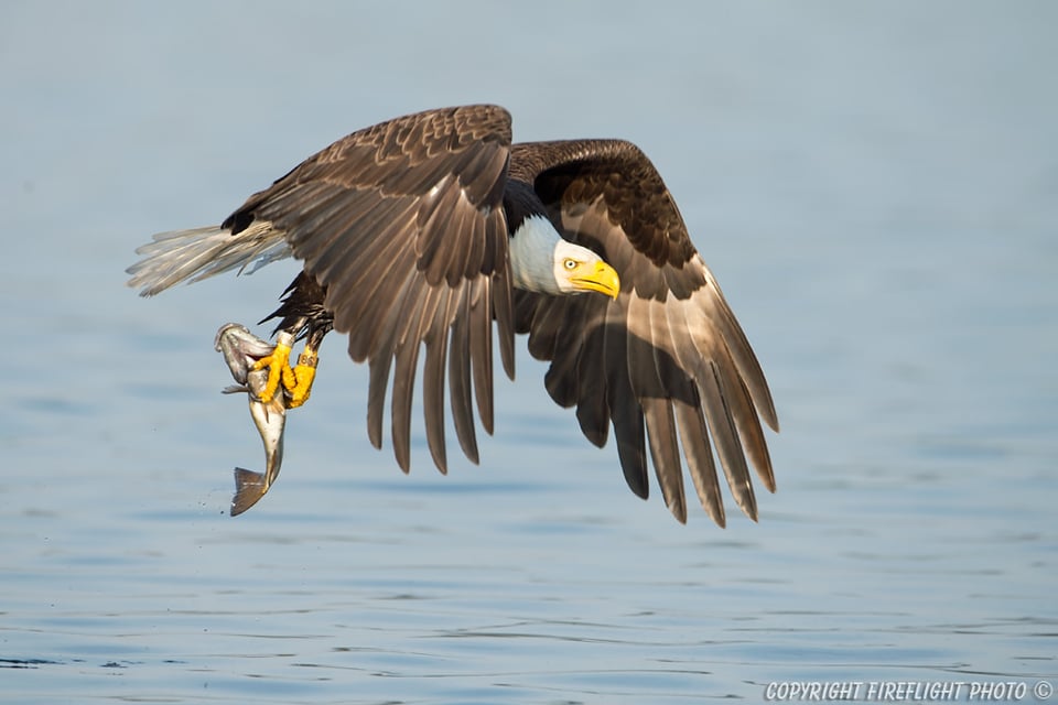 Bald Eagle catching Fish