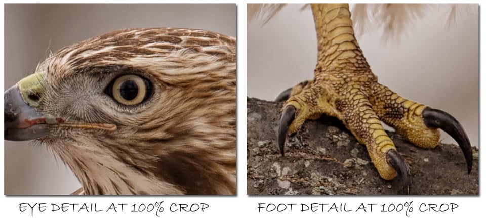 Redtail-Hawk-Nikon-800-mm-100-Percent-Crop-Samples