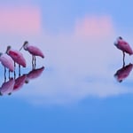 Roseate Spoonbills at Sunrise