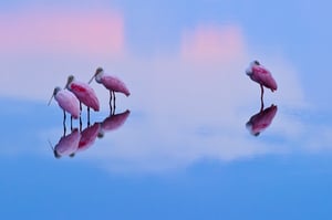 Roseate Spoonbills at Sunrise