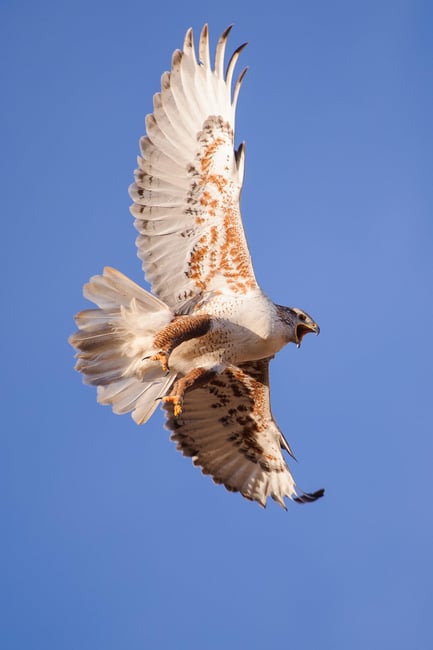 Ferruginous Hawk in Flight