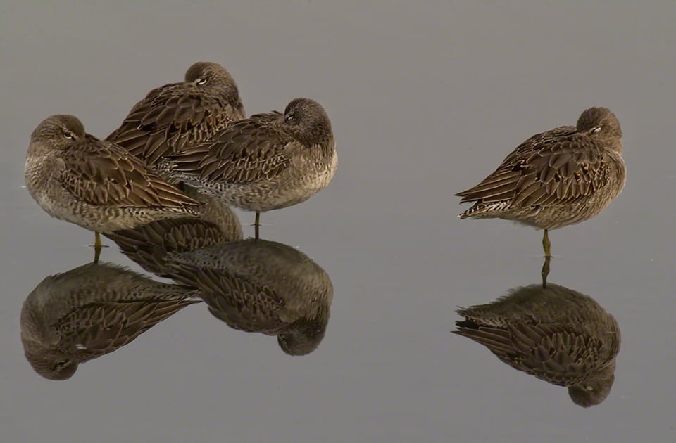 Short-billed Dowitcher