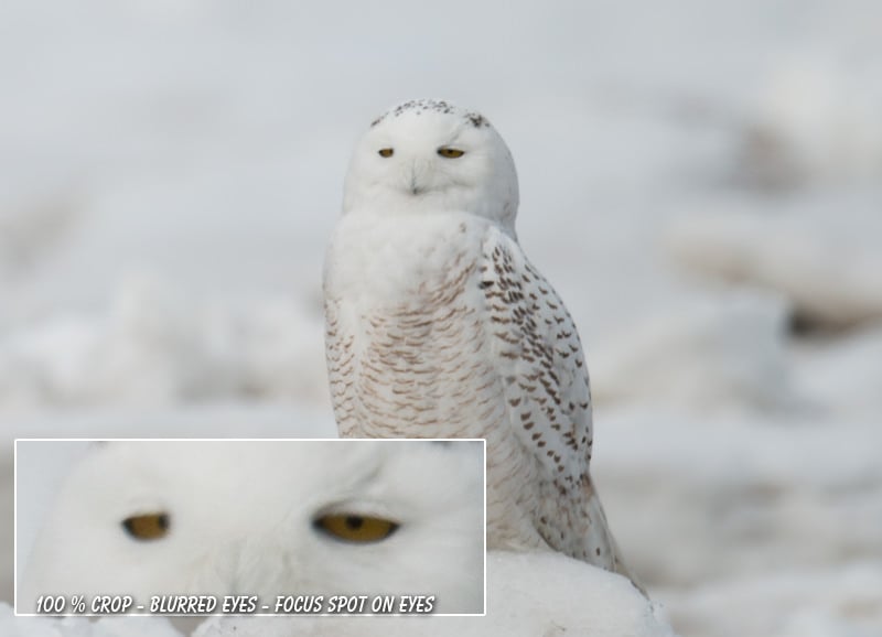 Soft-Blurred-Photo-Sample-Nikon-D800-800mm-Lens-Active-VR-Enabled Soft-Blurred-Photo-Sample-Nikon-D800-800mm-Lens-Active-VR-Enabled