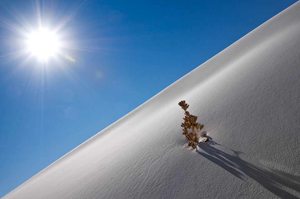 Sun vs Plant